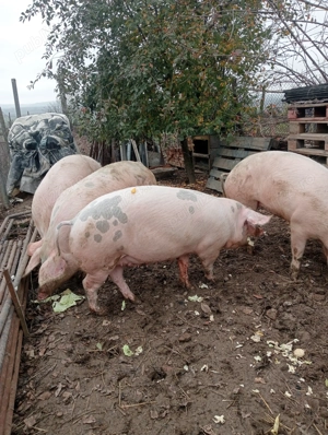 Vând porci aprox 140kg - imagine 2