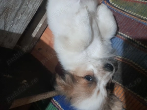 Donez cățelușe bișon zona Bucium