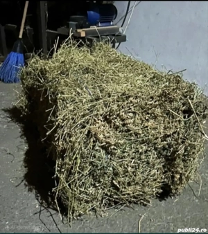 Vând baloți de lucerna si fan