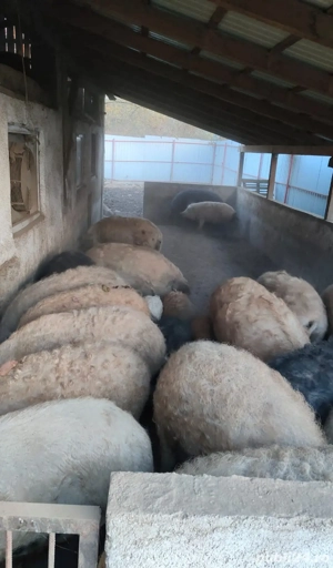 Porci Mangalița pentru Craciun - imagine 3