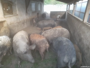 Porci Mangalița pentru Craciun