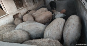 Porci Mangalița pentru Craciun - imagine 2