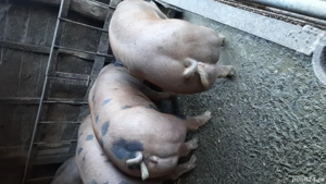 vând porci de carne pentru Crăciun  - imagine 2