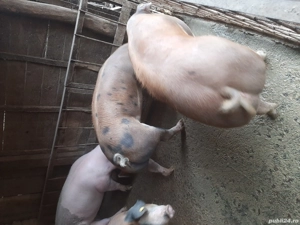 vând porci de carne pentru Crăciun  - imagine 3