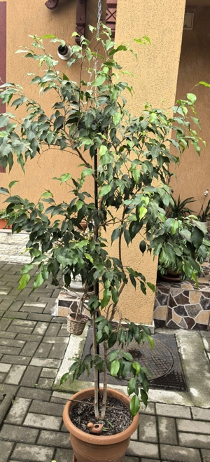Ficus Benjamina. Ghiveci
