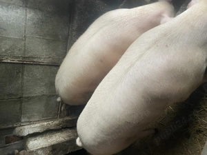 Vând porcii rasă landras - imagine 3