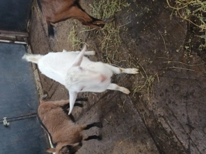 Schimb  tap Saanen cu Alpin Francez - imagine 2