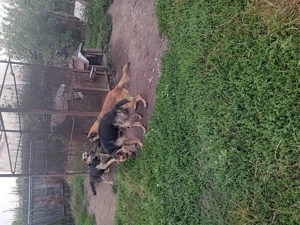 VAND CANI SI CATEI ciobănesc german și ciobănesc belgian cu puritatea rasei asigurată  - imagine 3