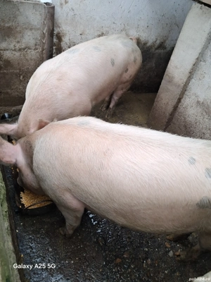 porci pentru craciun