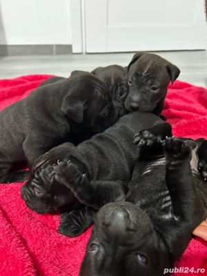 Puiuți Shar Pei negri   1 lună, sănătoși, primul vaccin în curând - imagine 2