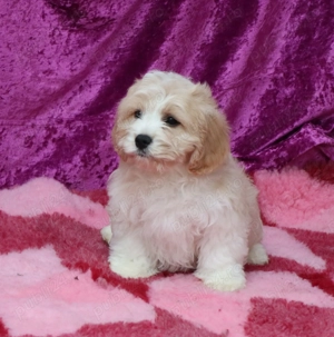 pui Cavapoo - imagine 2