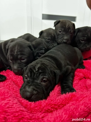 Puiuți Shar Pei negri   1 lună, sănătoși, primul vaccin în curând - imagine 3