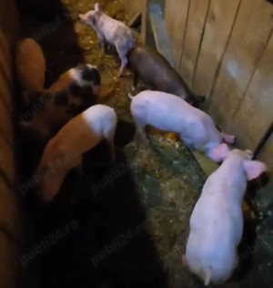 Purcei de 7 săptămâni  - imagine 2