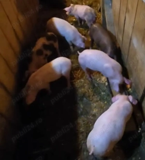 Purcei de 7 săptămâni 