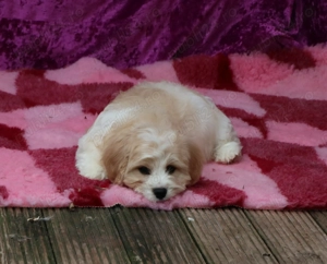 pui Cavapoo - imagine 3