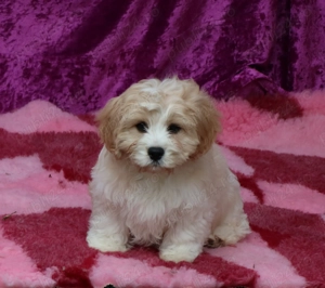 pui Cavapoo - imagine 4
