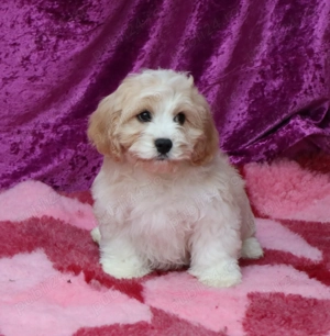 pui Cavapoo - imagine 5