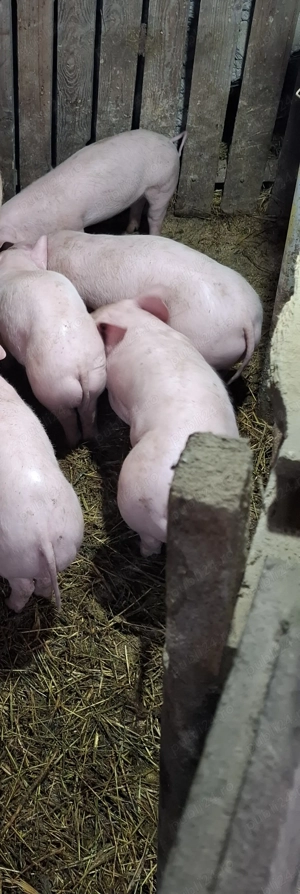 Purcei de vanzare - imagine 3