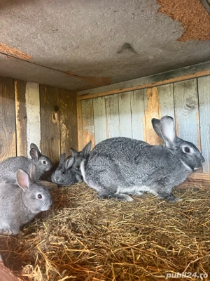 iepuri chinchilla - imagine 2