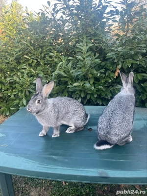 iepuri chinchilla - imagine 3