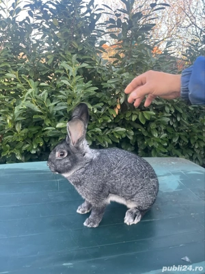 iepuri chinchilla - imagine 5