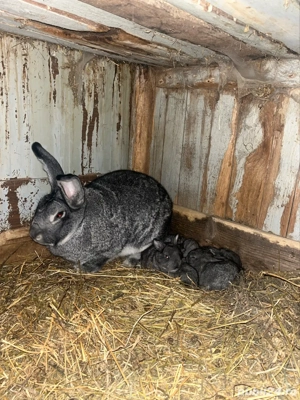 iepuri chinchilla - imagine 4