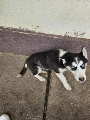 Huski de vanzare - imagine 3