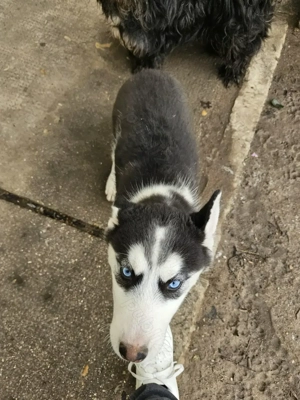 Huski de vanzare - imagine 2