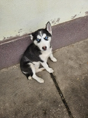 Huski de vanzare - imagine 4