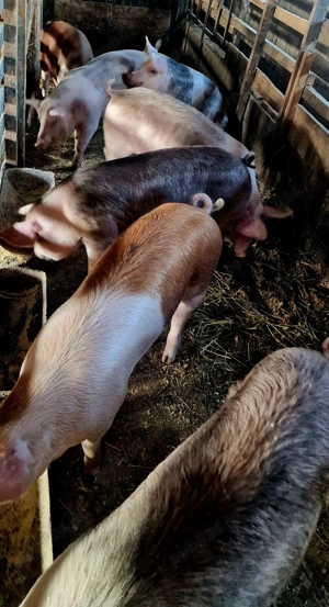 Porci de sacrificat  - imagine 3