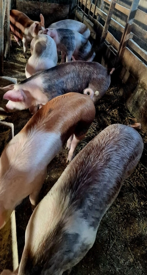 Porci de sacrificat  - imagine 2