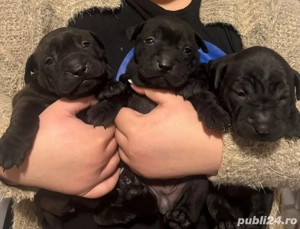 Puiuți Shar Pei negri   1 lună, sănătoși, primul vaccin în curând - imagine 5