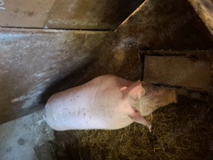 Porc pentru masa de Craciun