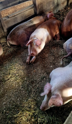 Porci de sacrificat  - imagine 4