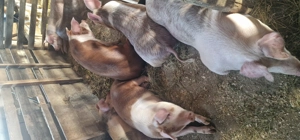 Porci de sacrificat  - imagine 5