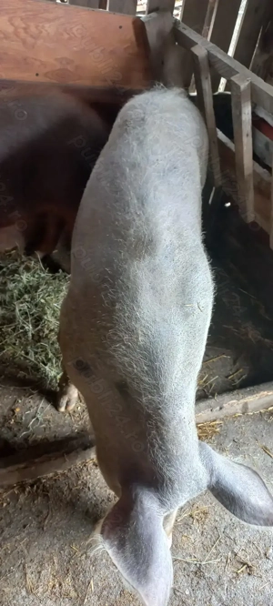 Porci pentru sacrificat 90-100 kg Com Lița Teleorman Asigur Transport Tel o733345270 - imagine 2