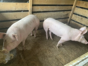 De vânzare porci de tăiat in Salonta  - imagine 2