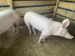 De vânzare porci de tăiat in Salonta  - imagine 3