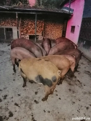 vand porci  - imagine 5