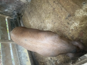 De vânzare porci de tăiat in Salonta  - imagine 4