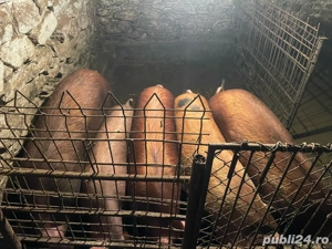 vand porci  - imagine 4