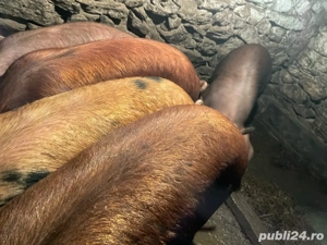 vand porci  - imagine 3