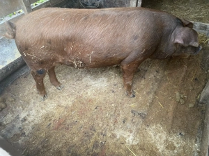 De vânzare porci de tăiat in Salonta  - imagine 5