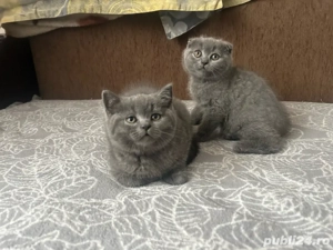 British Shorthair Scottish Fold 