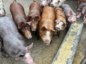 Vând poci de carne - imagine 4