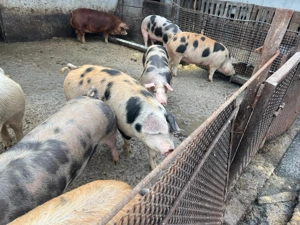 Vând poci de carne - imagine 3