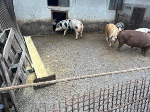 Vând poci de carne - imagine 5