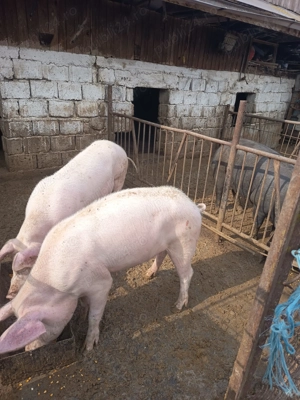 Vând purcea landrace - imagine 2