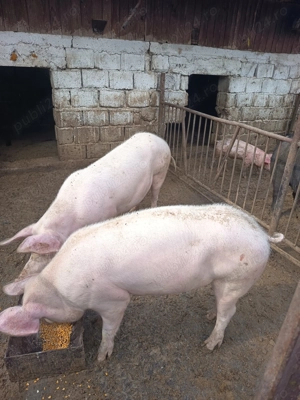 Vând purcea landrace