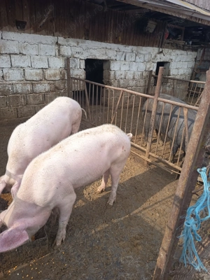 Vând purcea landrace - imagine 3